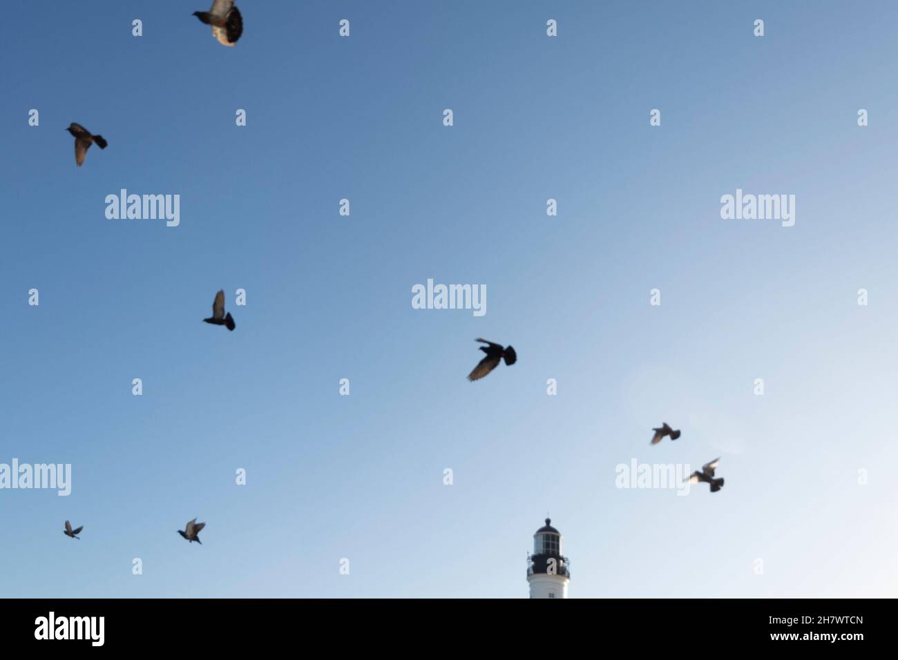 Ansicht von Tauben, die von Farol da Barra in Salvador, Bahia, Brasilien, gegen den blauen Himmel fliegen. Stockfoto