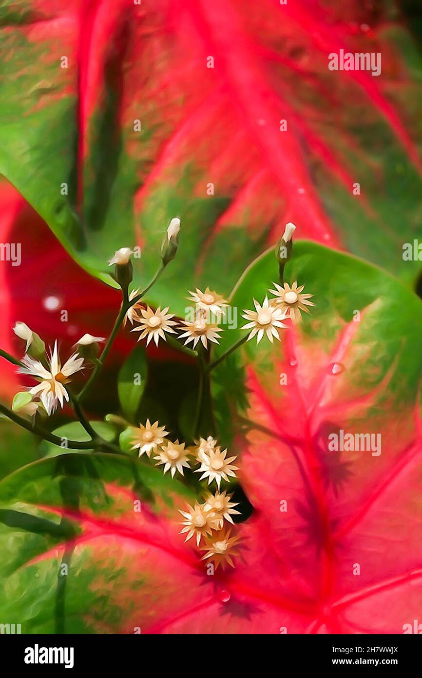 Blatt von Patabahar oder Patabahari Pflanze, Codiaeum variegatum, schöne Pflanze mit bunten großen Blättern. Hauptsächlich für dekoartive Gartenarbeit verwendet. Stockfoto