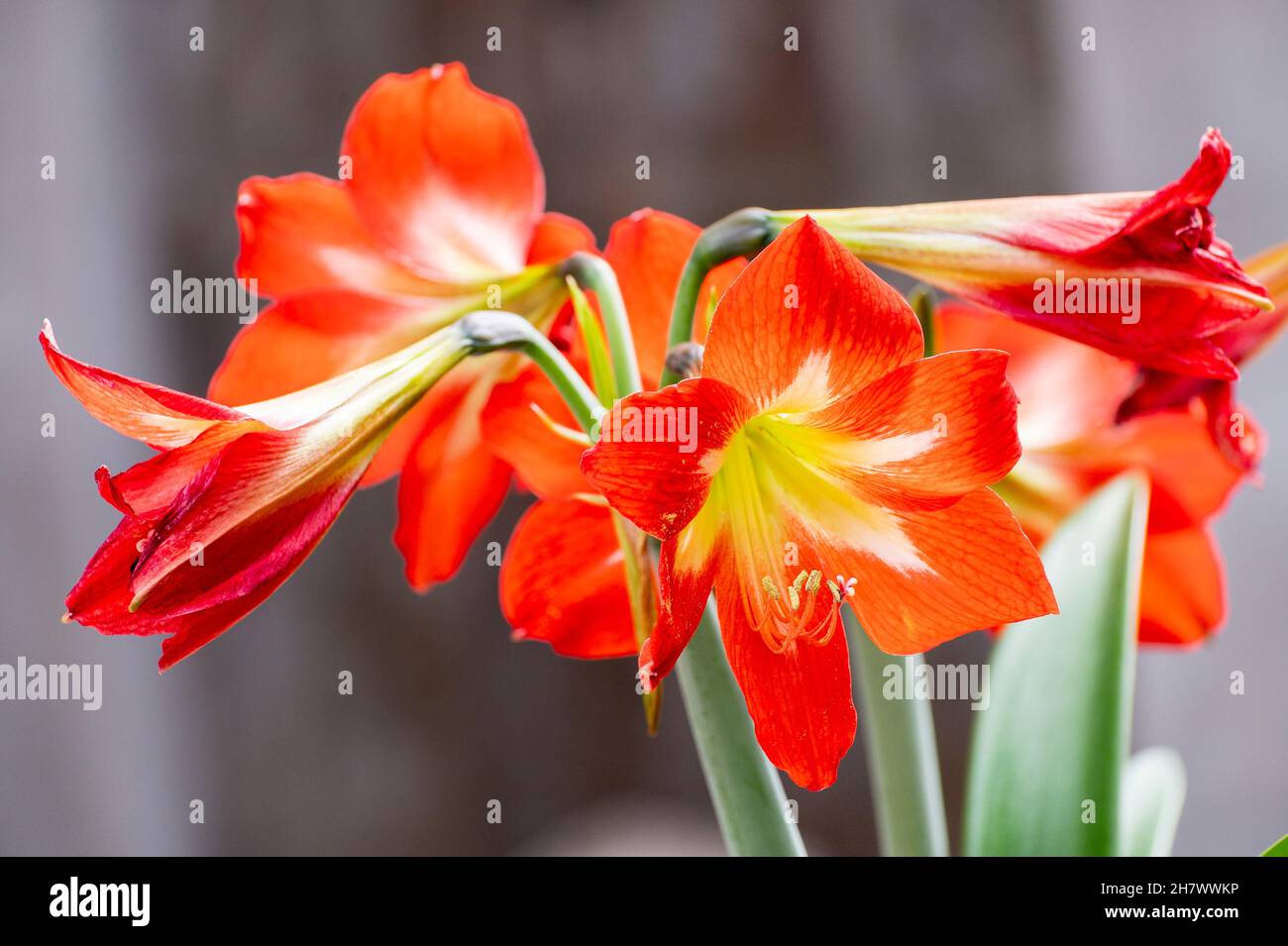 Blühende Orange Lily Blumen, Lilium ist eine Gattung von krautigen blühenden Pflanzen, die aus Zwiebeln wachsen, alle mit großen prominenten Blüten. Geschossen in Howrah, W Stockfoto