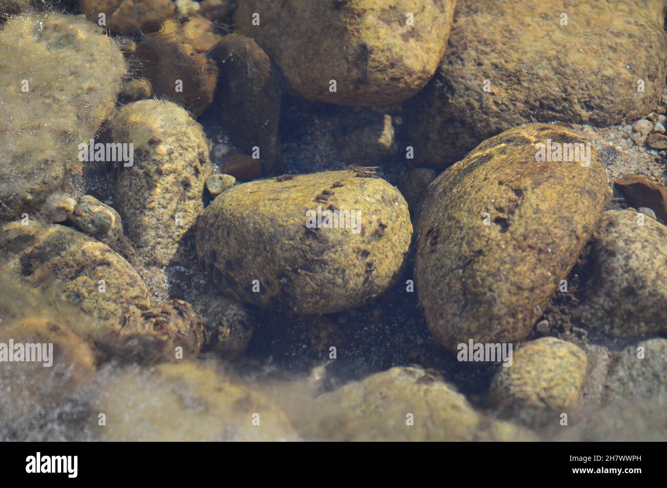 Historisch alte Tiere im Fluss Stockfoto