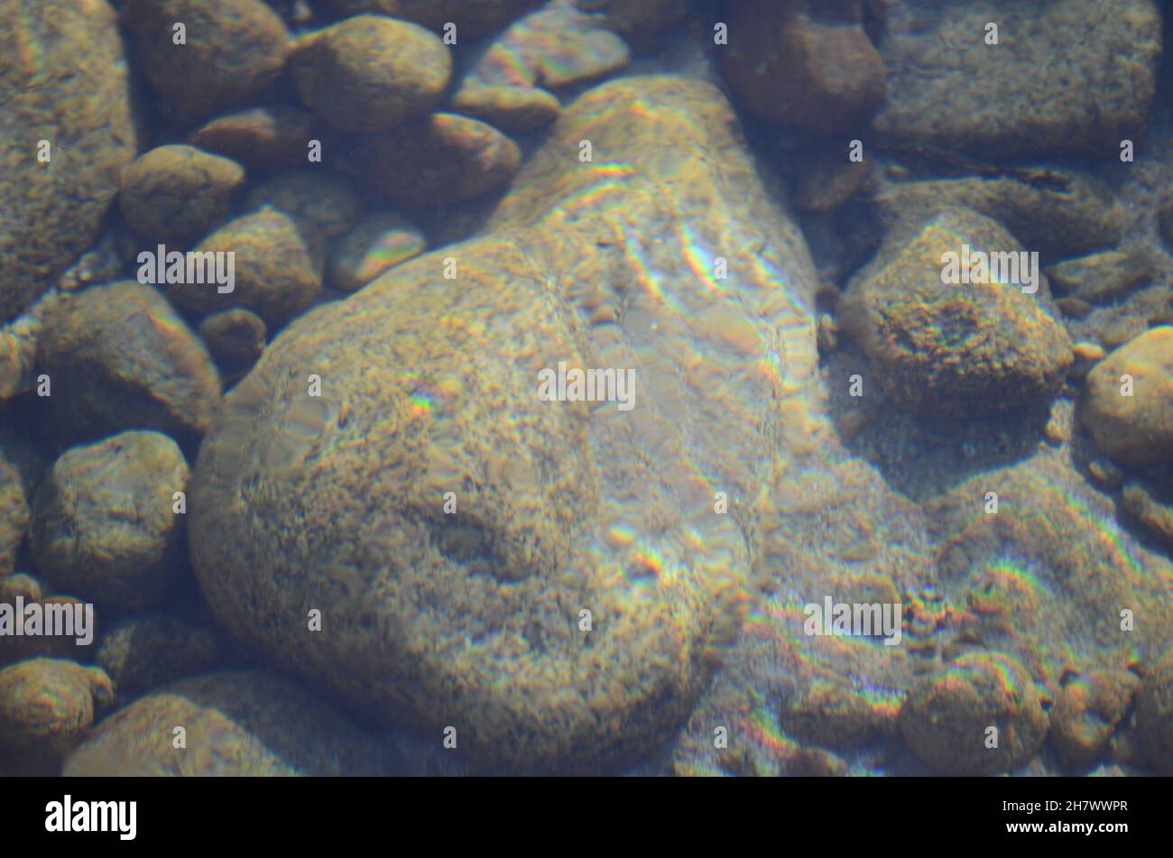 Tiere im Fluss Stockfoto