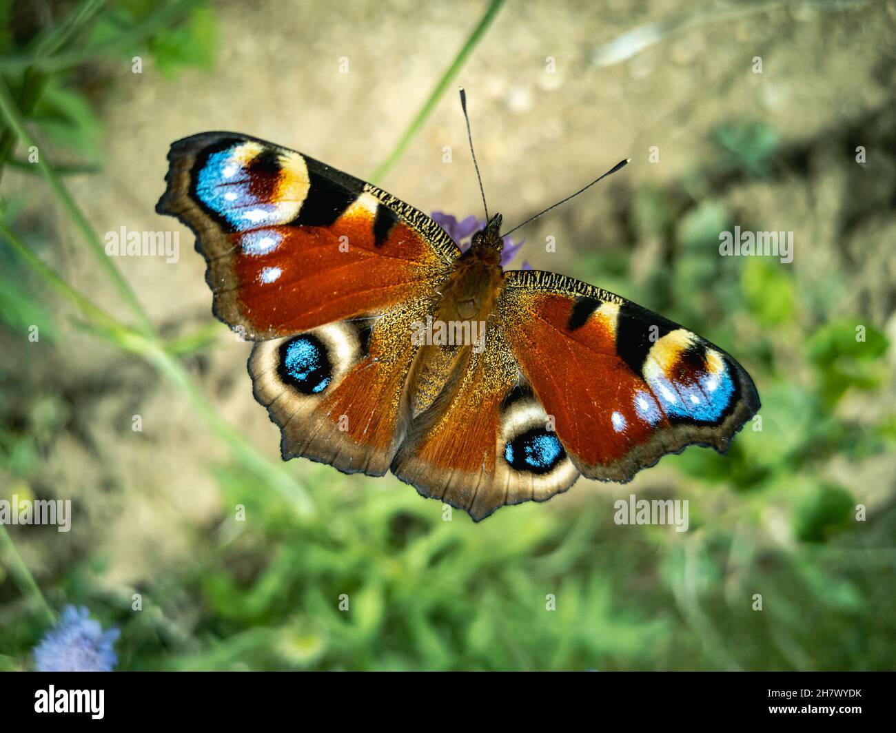 Das Pfauauauauge ist ein heller europäischer Schmetterling mit gefleckten Augen auf seinen Flügeln. Eine Unterfamilie von echten Nymphomen. Horizontales Foto. Stockfoto