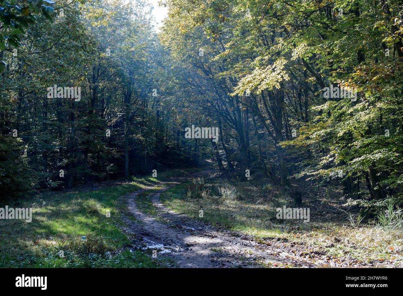 Lichtstrahl durch den Nebel. Elsass Frankreich. Kleiner Pfad im Wald der Vogesen. Das Licht, das den Nebel überquert, erzeugt eine blaue Reflexion auf dem Boden. Stockfoto