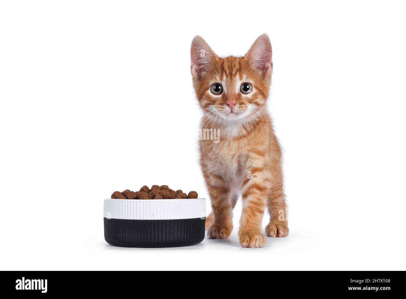 Nette kleine rote Hauskatze, die neben einer Keramikschale steht, gefüllt mit trockenem Futter. Blick auf die Kamera. Isoliert auf weißem Hintergrund. Stockfoto