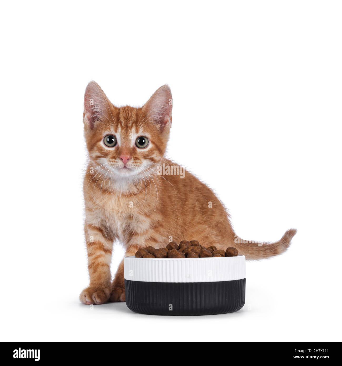 Niedliche kleine rote Hauskatze, die hinter einer Keramikschale mit trockenem Futter steht. Blick auf die Kamera. Isoliert auf weißem Hintergrund. Stockfoto