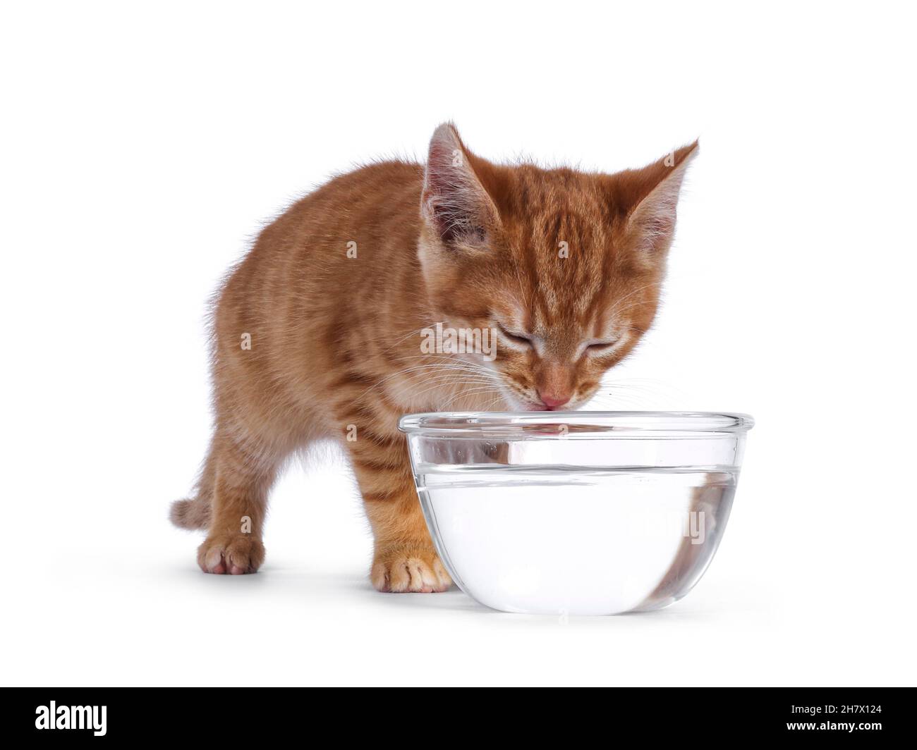 Nette kleine rote Hauskatze, die aus einer mit Wasser gefüllten Glasschale trinkt. Augen geschlossen. Isoliert auf weißem Hintergrund. Stockfoto