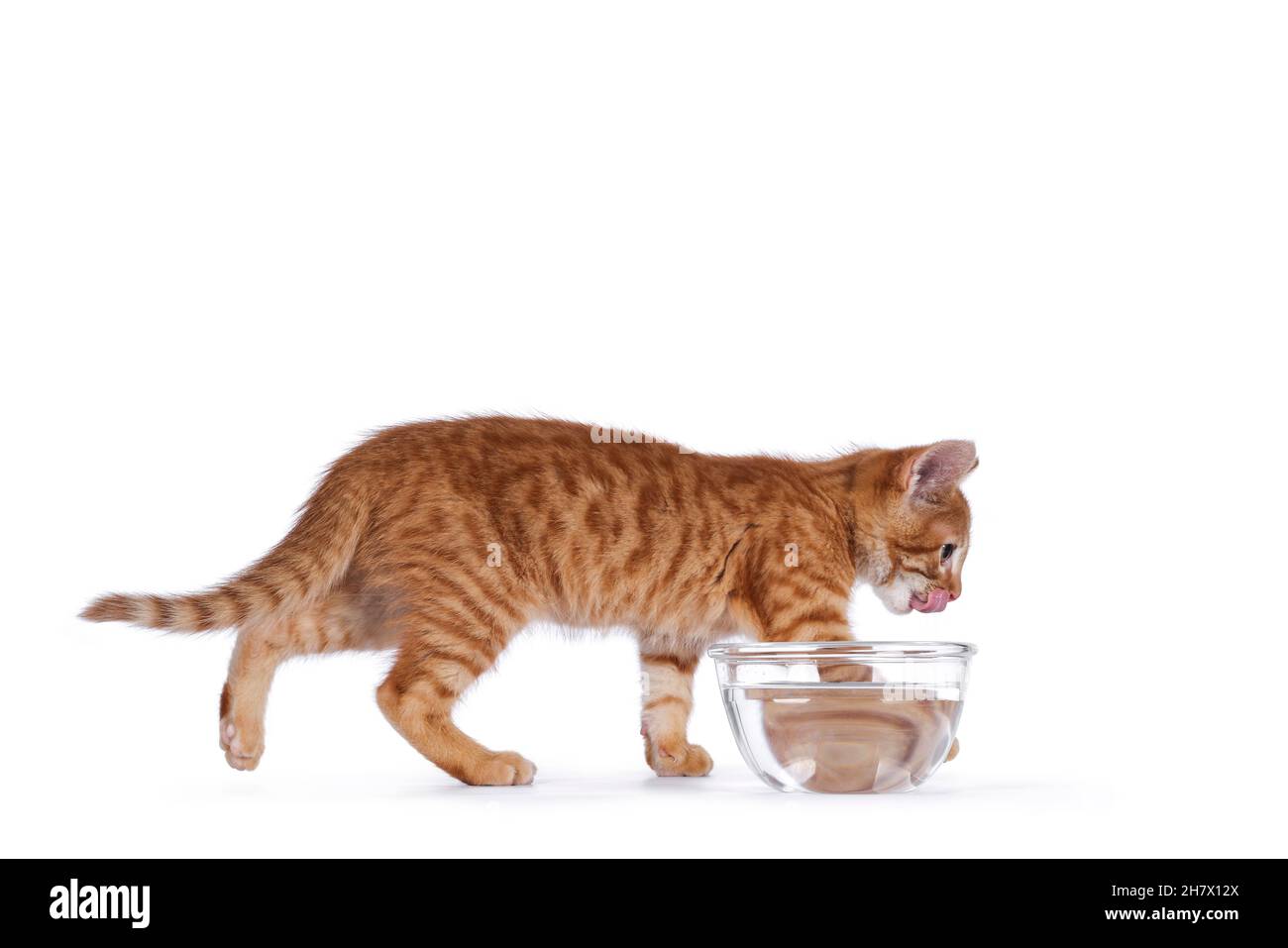 Niedliche kleine rote Hauskatze, die mit Wasser von der Glasschale weg läuft. Lecken Gesicht mit rosa Zunge. Suche von der Kamera aus. Isoliert auf weißem Hintergrund Stockfoto