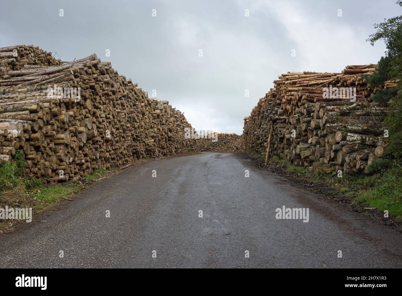 An der Straße am Eingang zu Mendip Woodsaped in Charterhouse, Somerset, England, stapelte Holzstämme. Stockfoto
