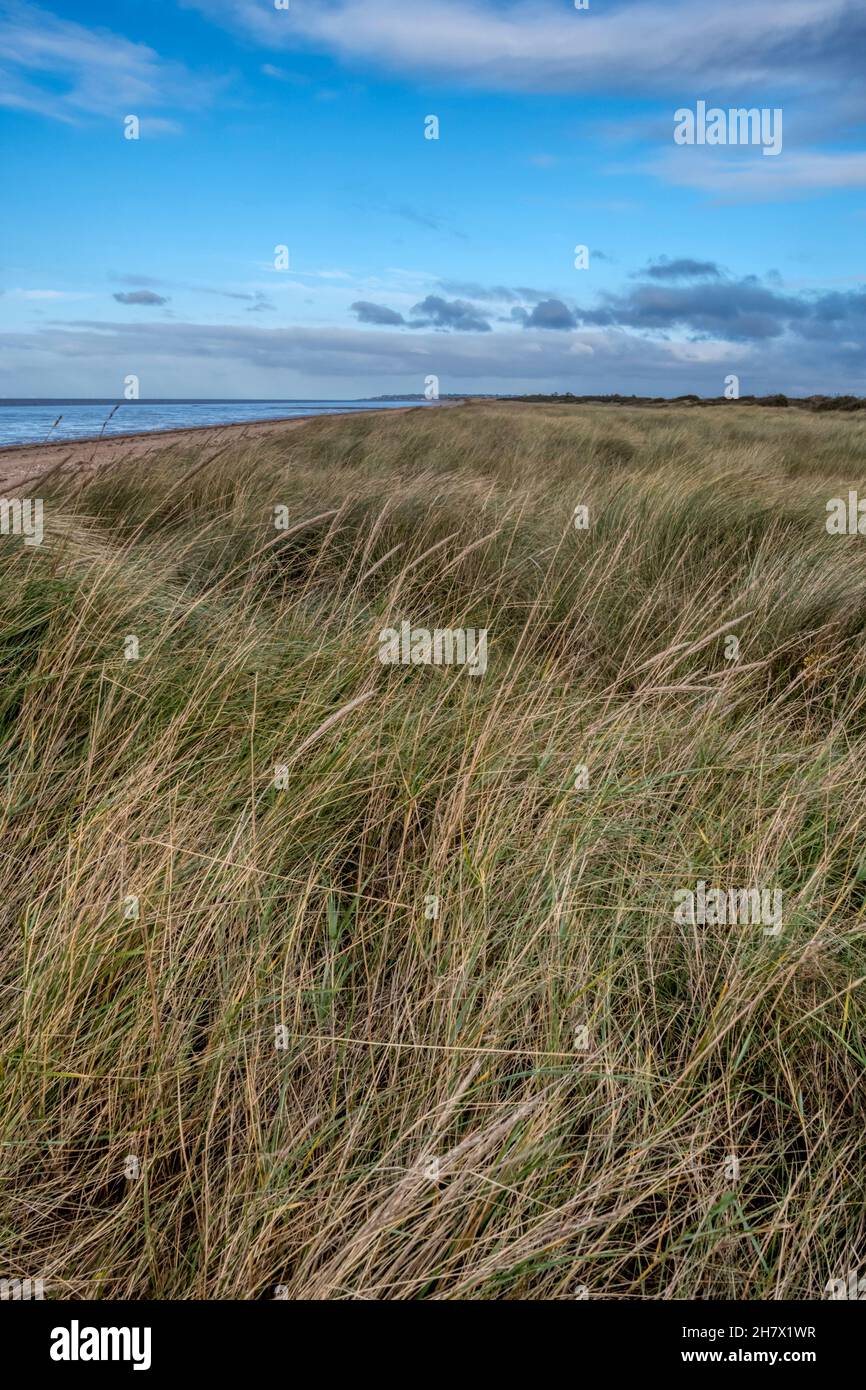 Der Strand, der von Marram Gras unterlegt ist, zwischen Snettisham & Heacham auf der Ostseite des Wash. Blick ist nach Norden. Stockfoto