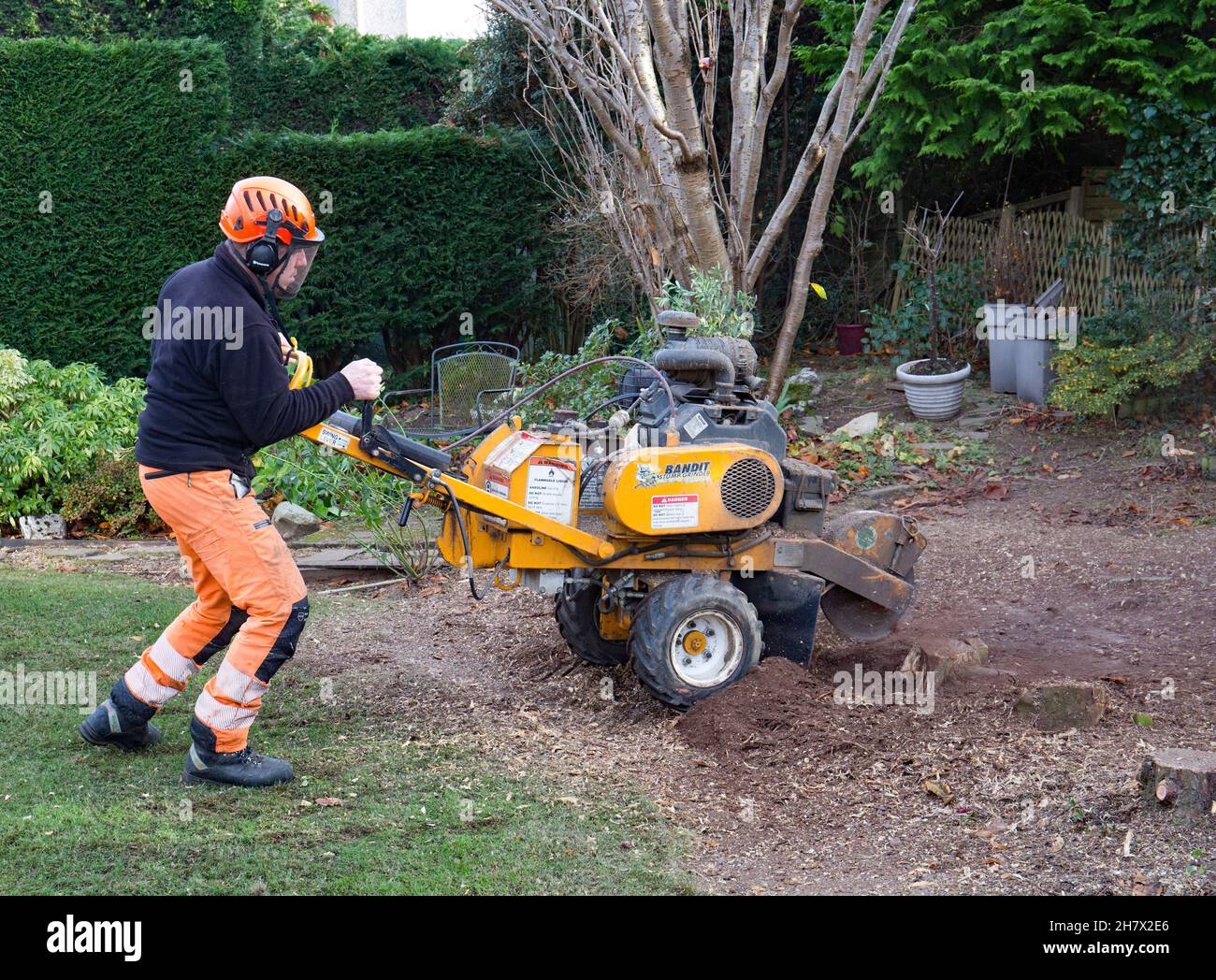 Baumstümpfe in einem Garten entfernen Stockfoto