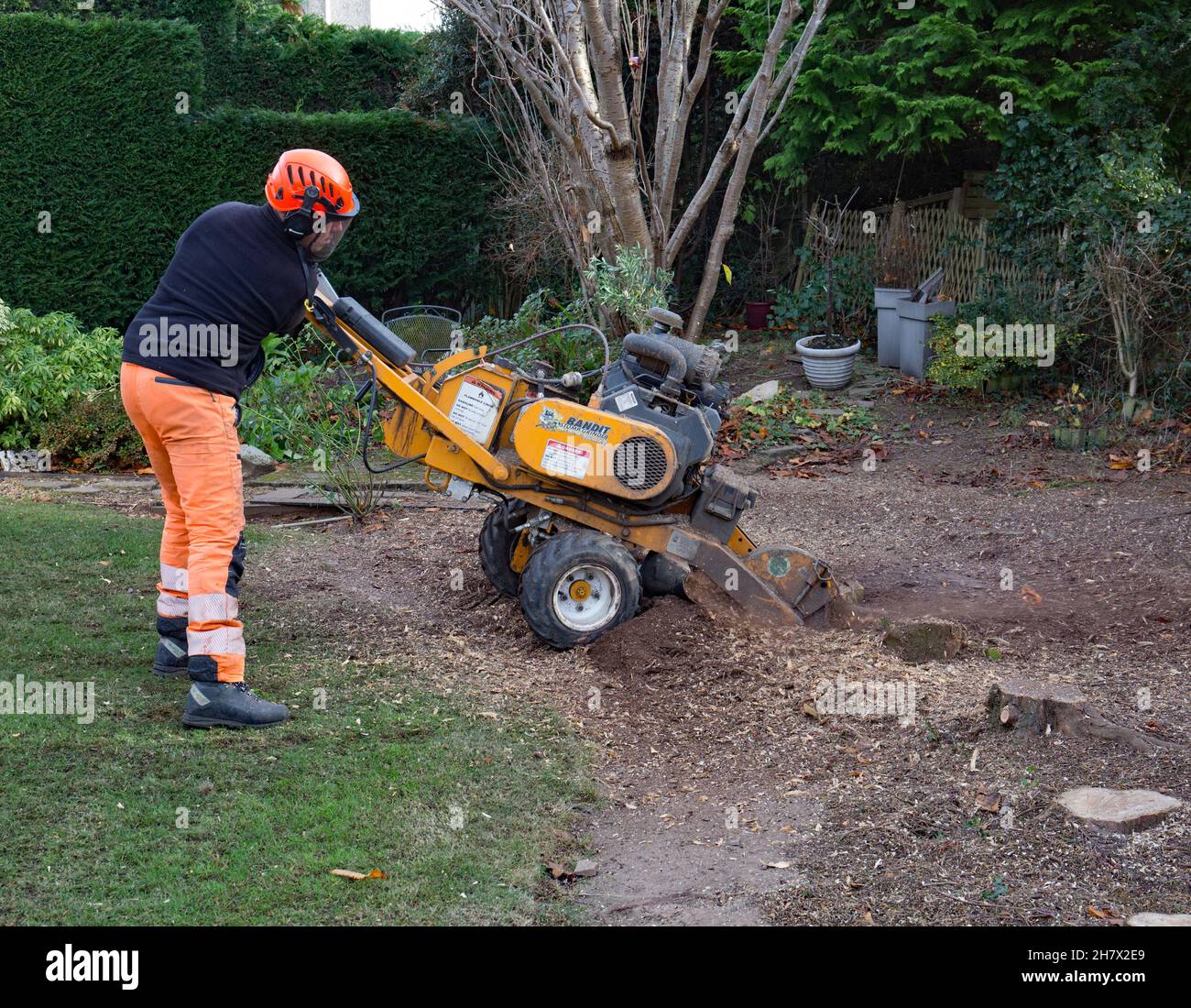 Removing tree Fotos und Bildmaterial in hoher Auflösung Alamy