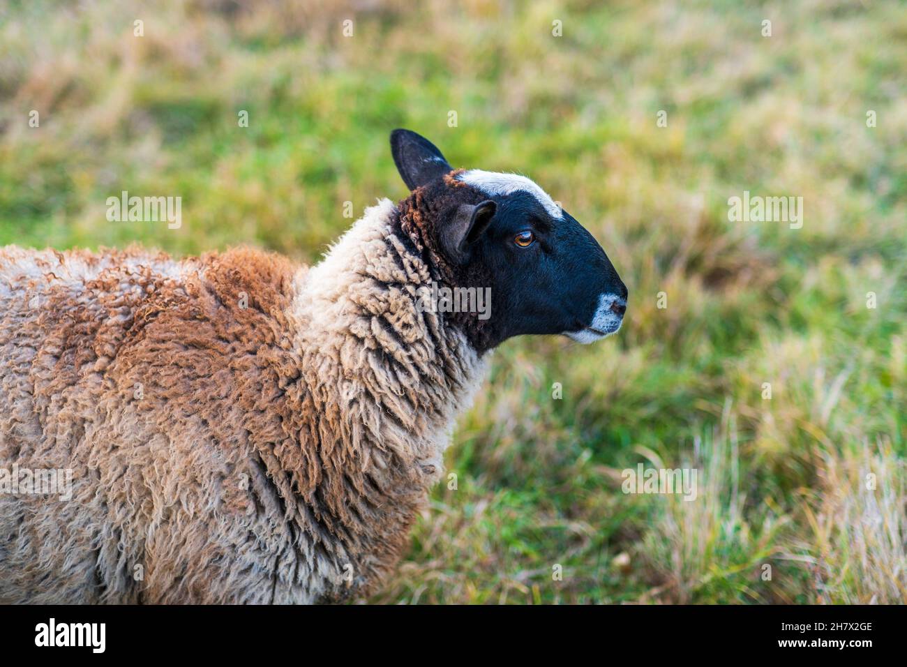 Mit einem schwarzen kopf Fotos und Bildmaterial in hoher Auflösung Alamy Mit einem schwarzen kopf Fotos und Bildmaterial in hoher Auflösung Alamy