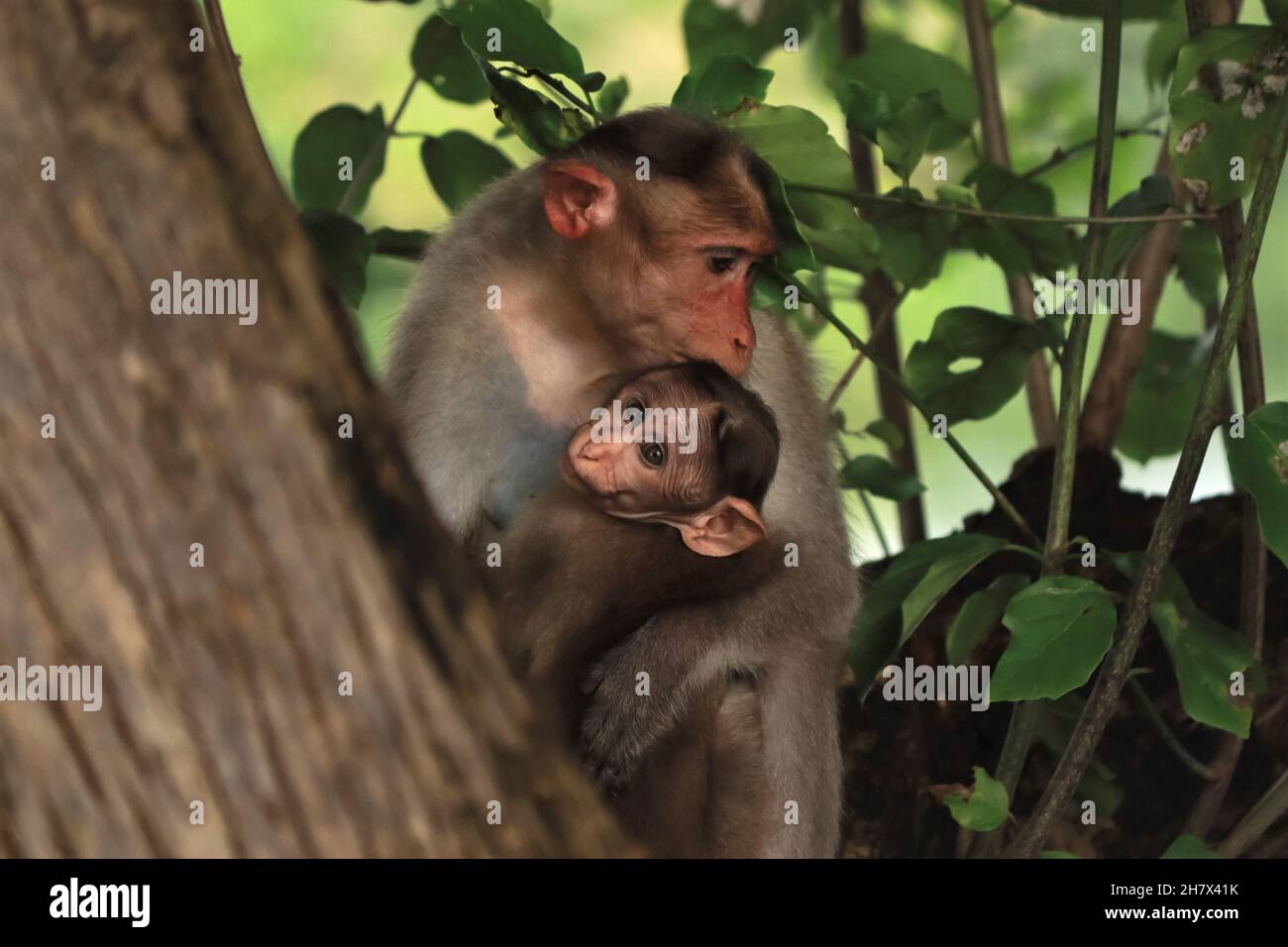 Affe (macaca radiata) Mutter und Baby im Dschungel, Asien. Affenfamilie Stockfoto