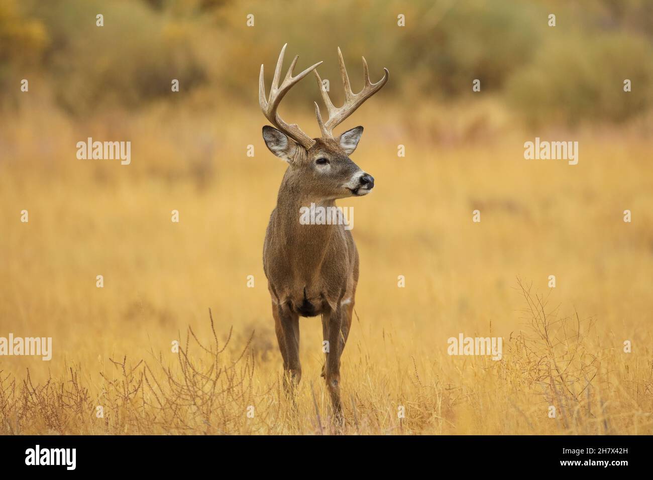 Weißschwanzhirsch während der Novemberrute Stockfoto