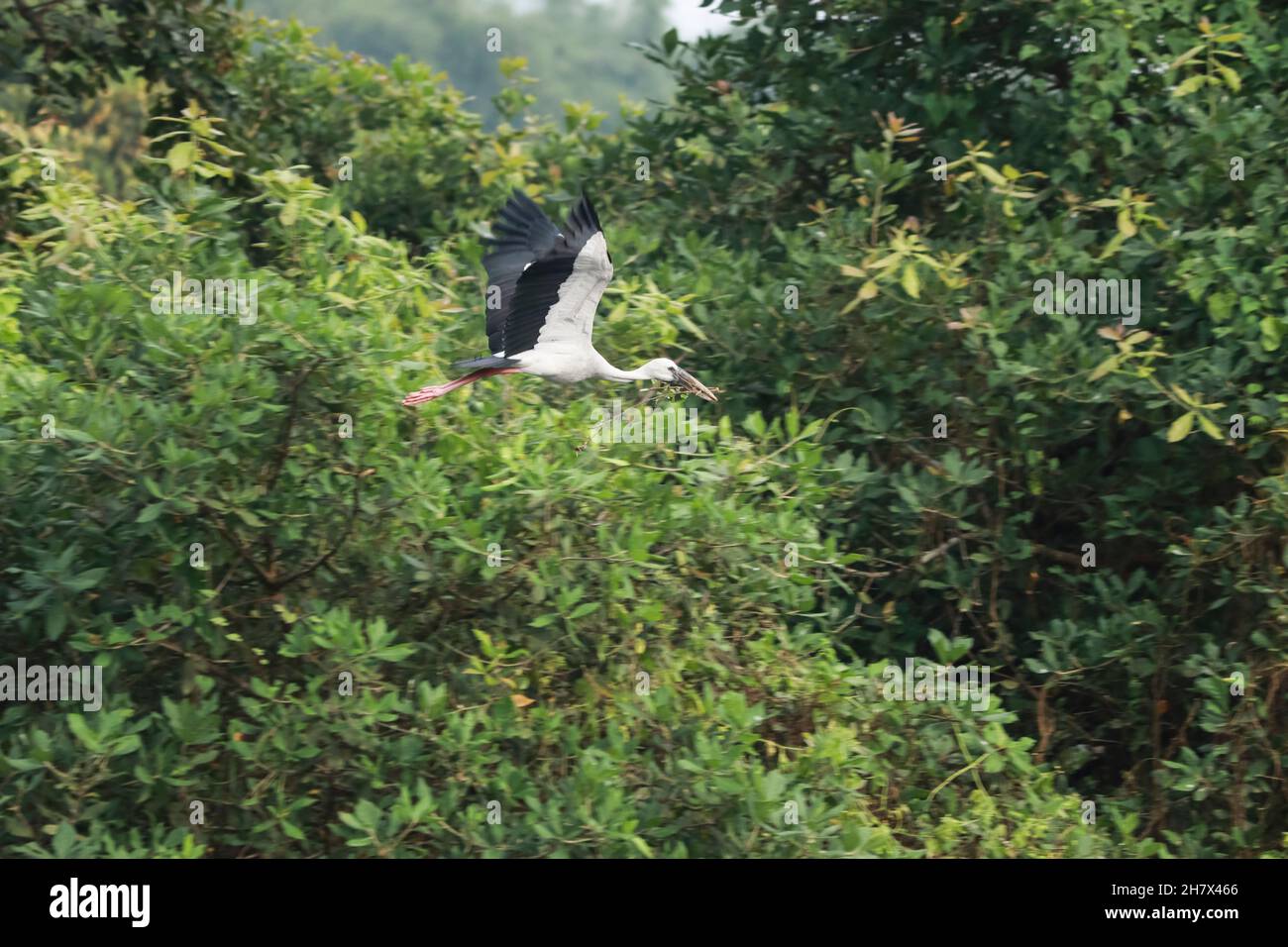 Der Langhalskran des asiatischen Vogels fliegt mit einer kleinen Pflanze im Maul vor hellgrünem Hintergrund (Anastomus ascidans) Stockfoto