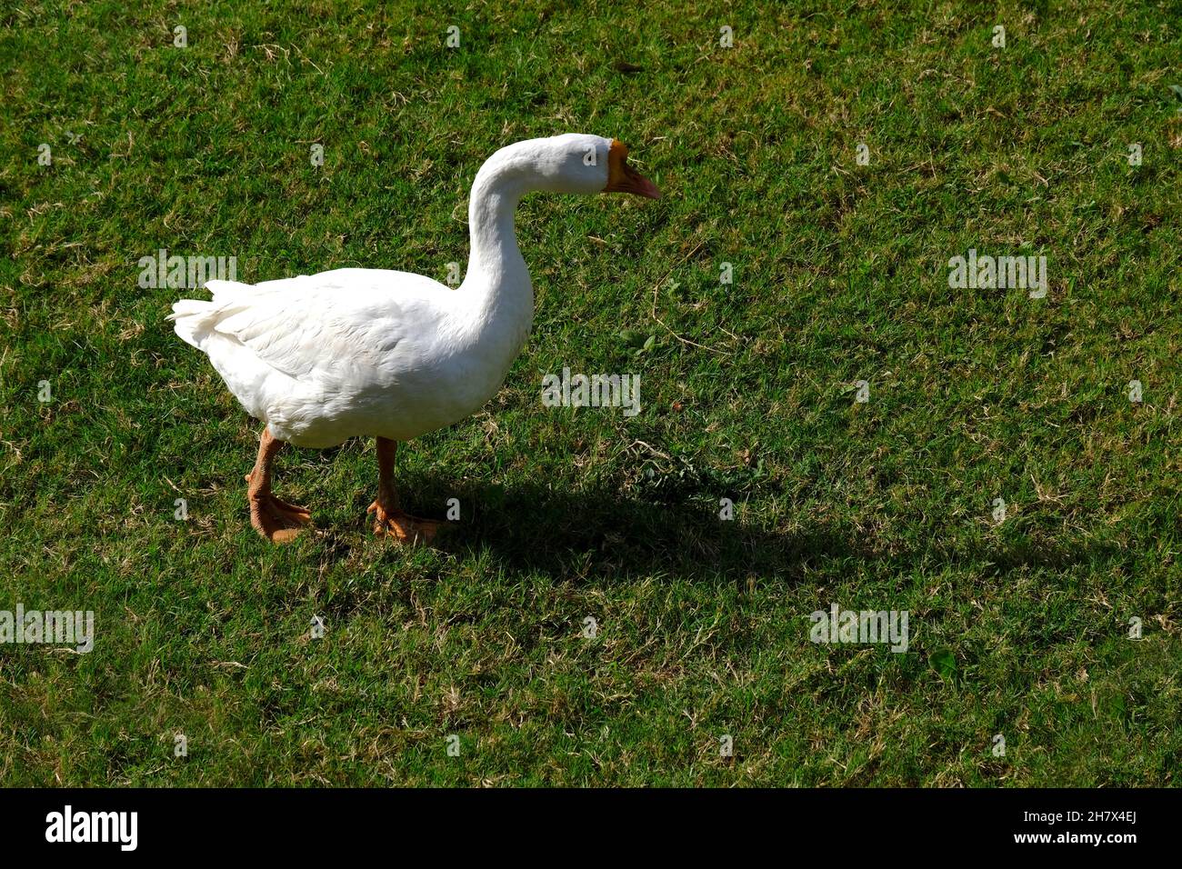 Eine Familie von Peking Weiße Hausenten gehen im Frühling auf grünem Rasen, Hausvögel. Stockfoto