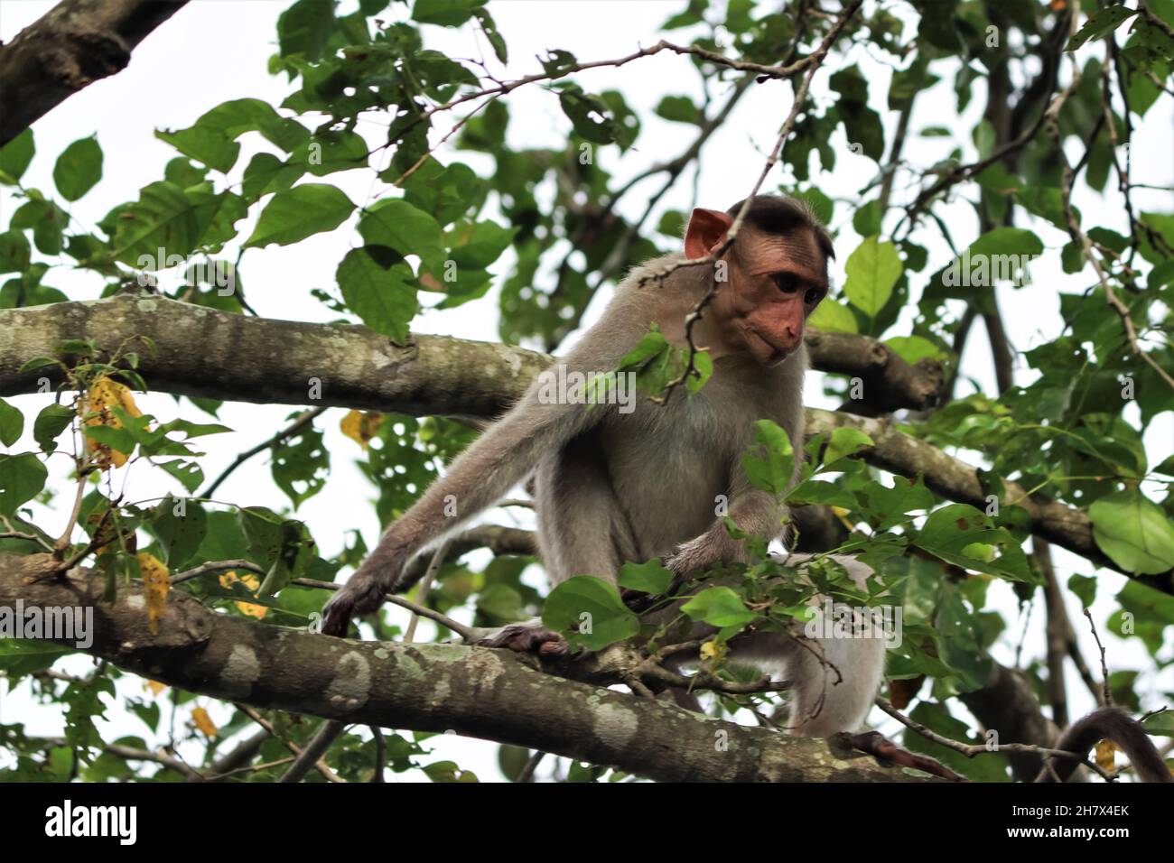 (macaca radiata) Ein Affe, der auf einem Baum sitzt Stockfoto