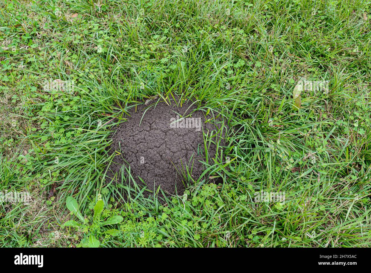 FeuerAmeisenhügel in Rasenfläche Stockfoto