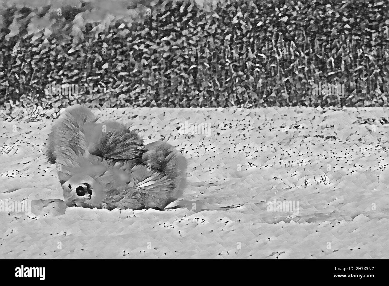 Kanada, Manitoba, Churchill. Eisbär (WILD: Ursus maritimus) rollt im Schnee, um sein Fell zu reinigen. S/W-Computerkunst Stockfoto