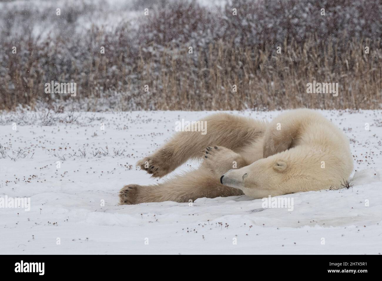 Kanada, Manitoba, Churchill. Eisbär (WILD: Ursus maritimus) rollt im Schnee, um sein Fell zu reinigen. Stockfoto