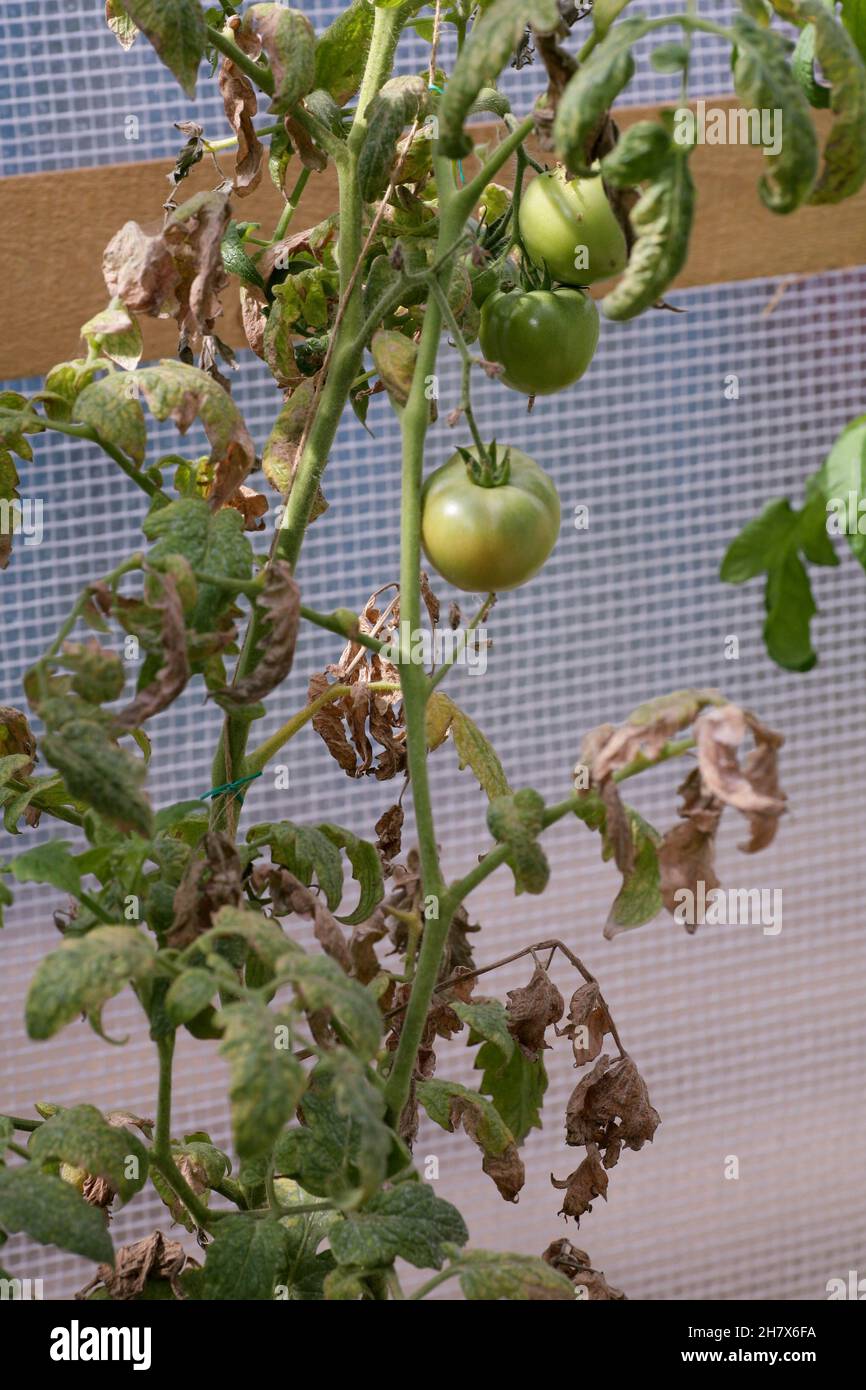 Pilzerkrankungen gefährliche Krankheiten von Tomaten, die Vertreter von Nachtschatten vor allem Kartoffeln betrifft. Diese Krankheit wird durch pathogene Organismen verursacht, die sich zwischen Pilzen und Protozoen-Grauflecken befinden Stockfoto