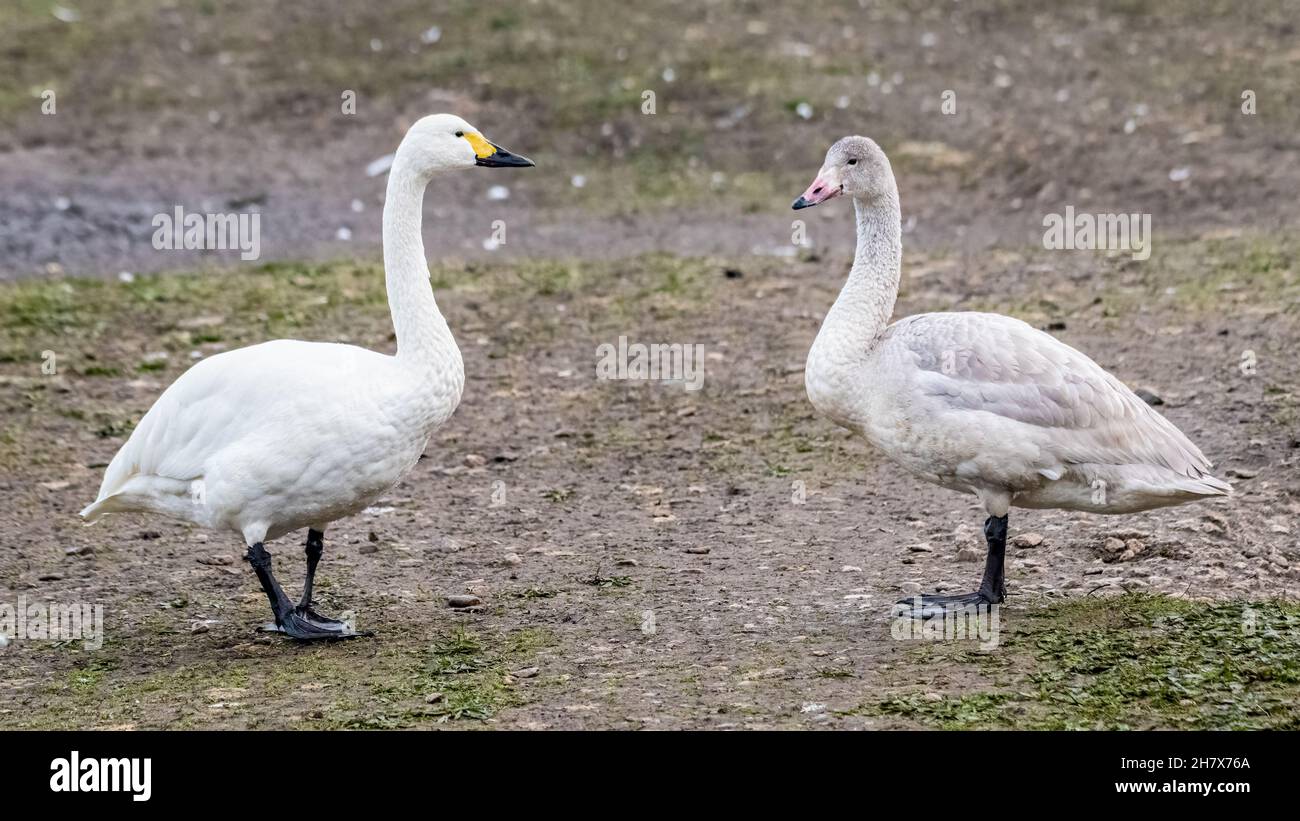 Bewick's Swan (Cygnus columbianus bewickii) Erwachsener und Jugendlicher Stockfoto