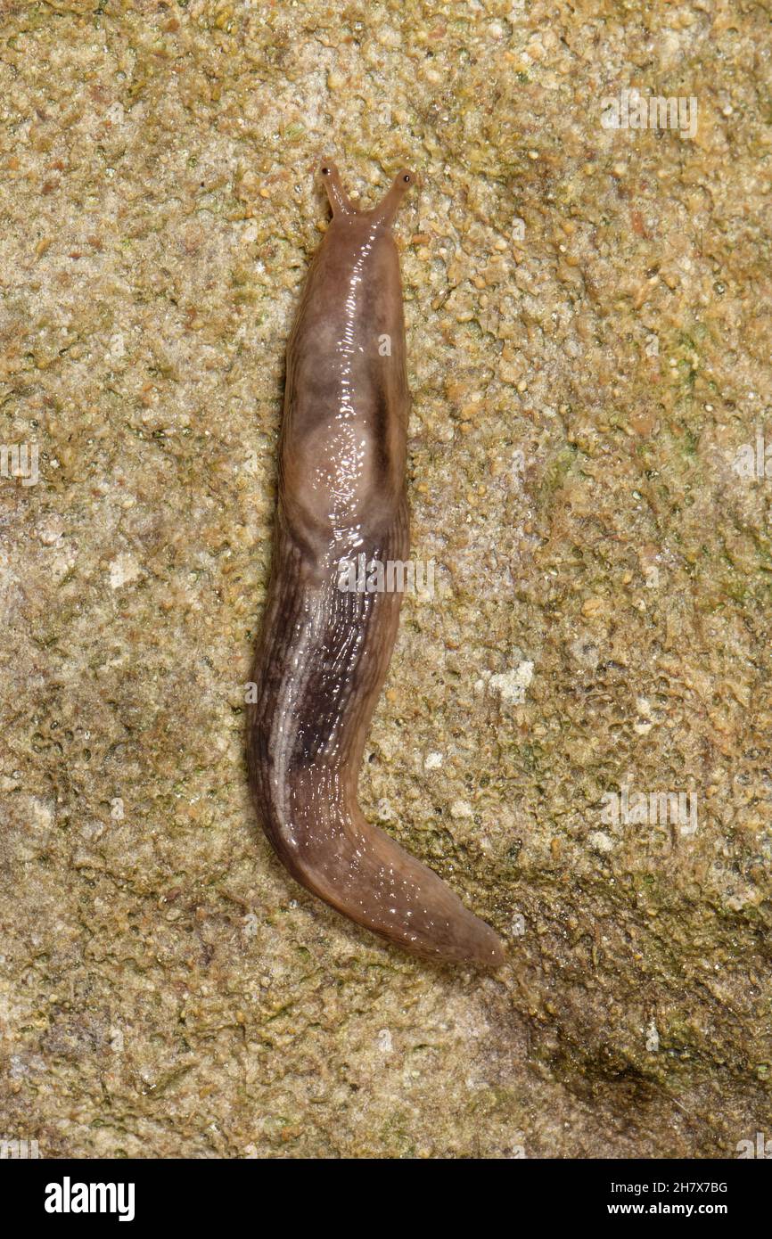 Baumschnecke (Lehmannia marginata), die nachts eine alte steinhausmauer von cotswold hochkrabbelt, Wiltshire, Großbritannien, Oktober. Stockfoto