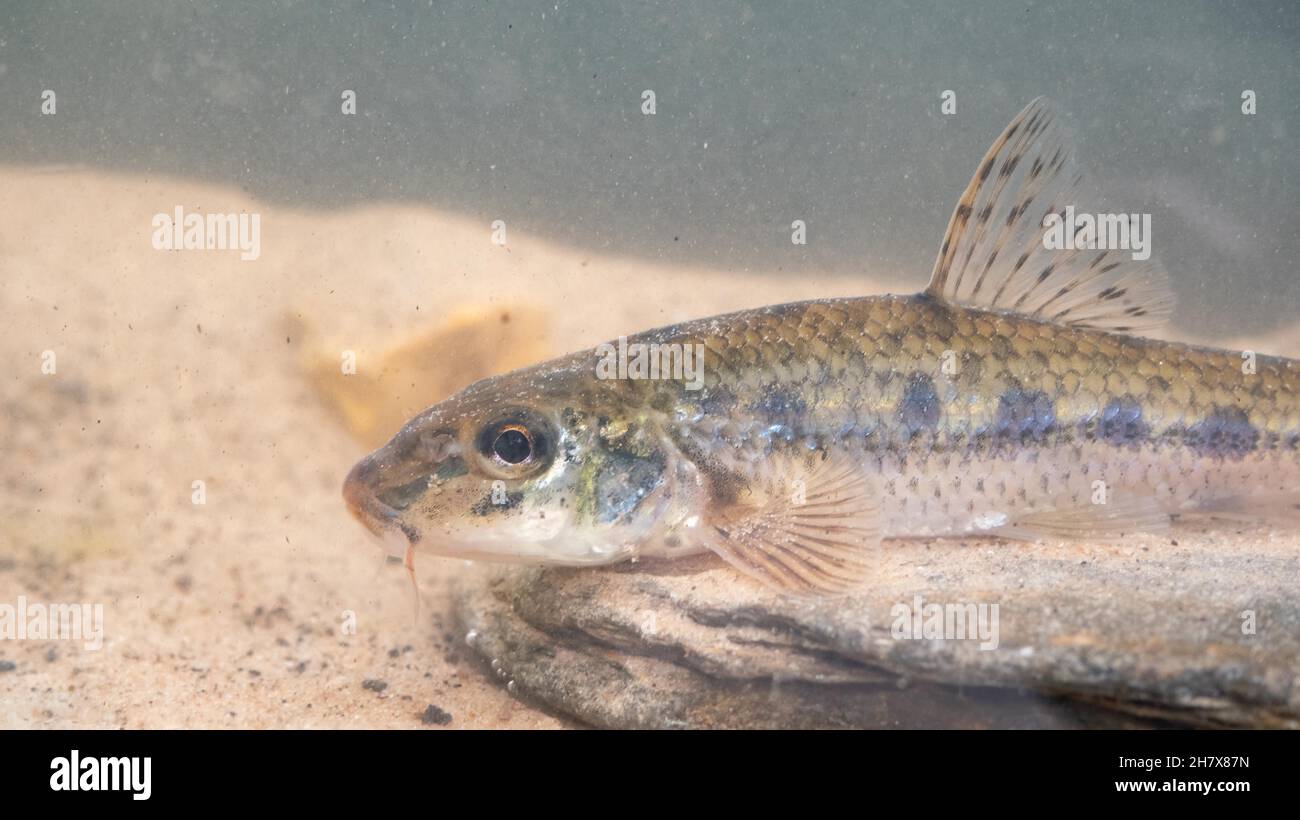 Gudgeon auf dem Grund des Sees Stockfoto