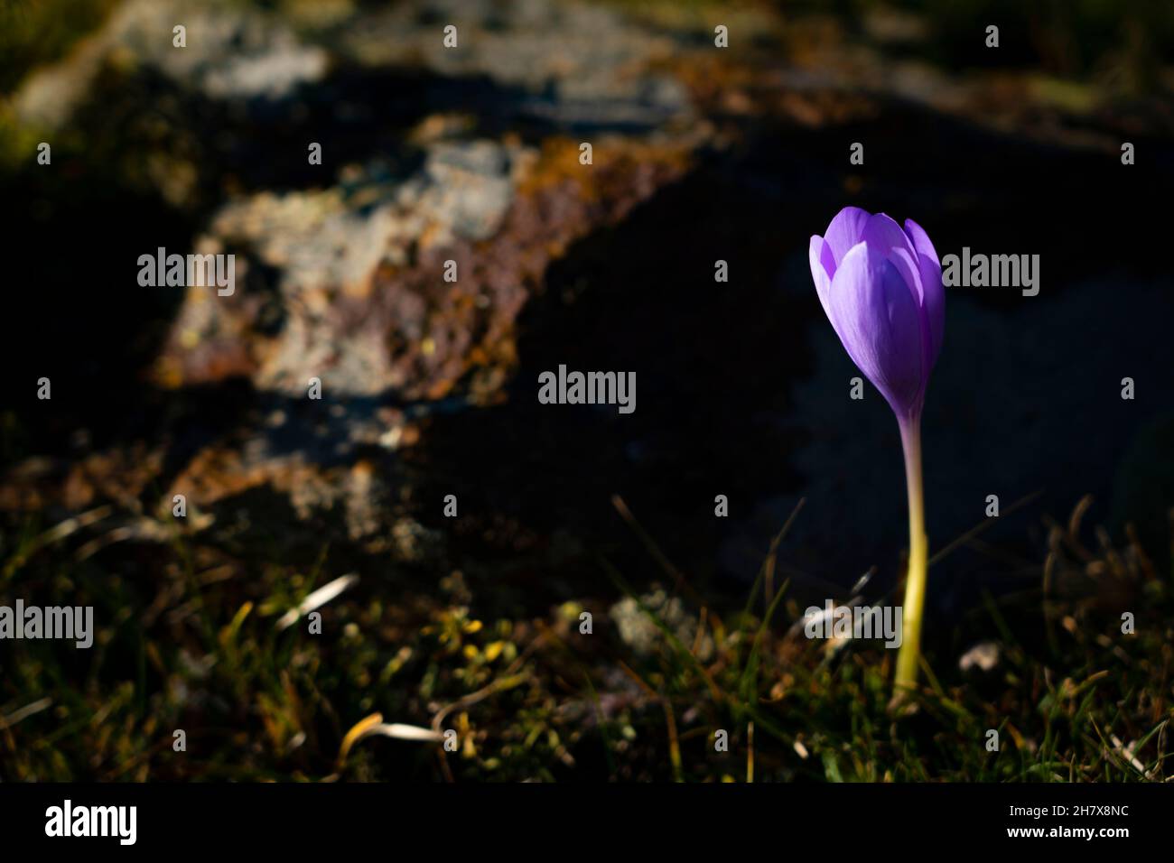 Herbstcrocus Crocus nudiflorus, fotografiert im Oktober in den Pyrenäen, Katalonien, Spanien. Stockfoto