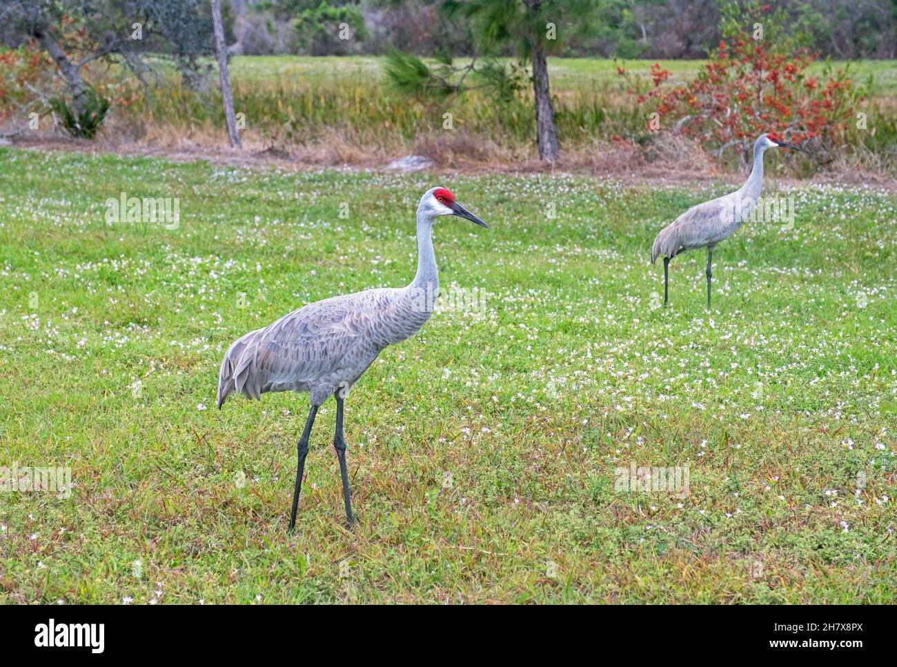 Zwei Florida Sandhügelkrane (Antigone canadensis pratensis) auf dem Feld im Winter, Florida, USA / USA Stockfoto