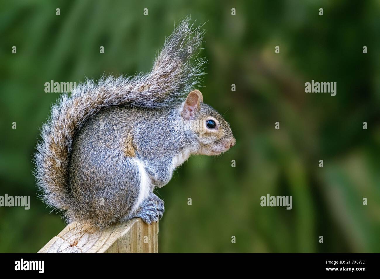 Östliches graues Eichhörnchen / graues Eichhörnchen (Sciurus carolinensis), Baumhörnchen aus dem östlichen Nordamerika Stockfoto