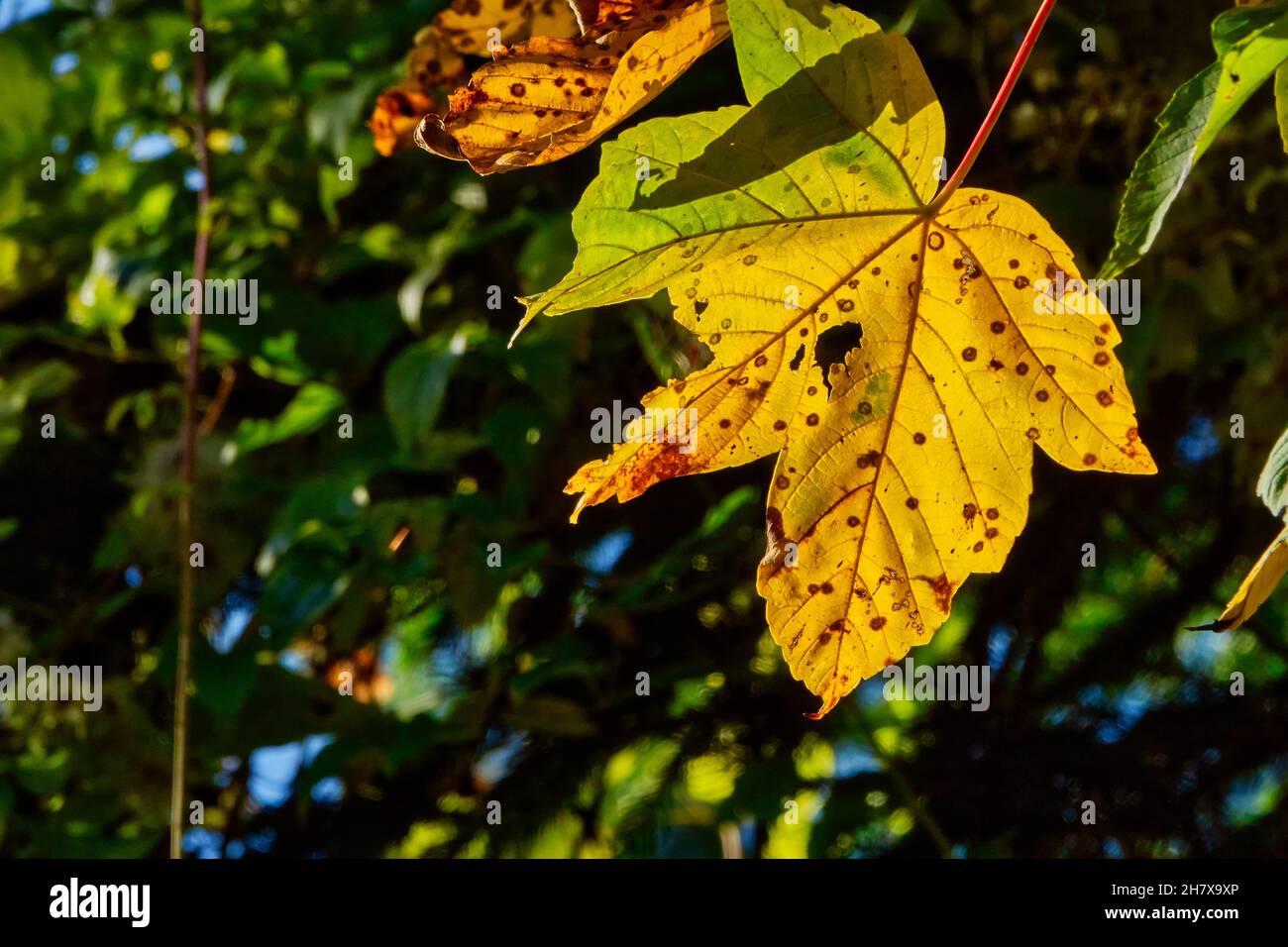 Nahaufnahme eines gelben Ahornblatts in den hellen Strahlen der Herbstsonne Stockfoto