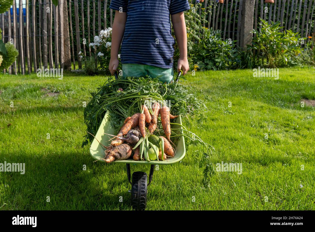 Junge schiebt Schubkarre mit frisch geerntetem Gemüse Stockfoto