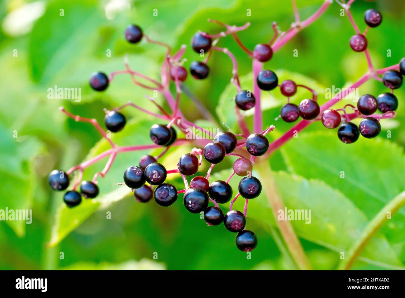 Holunder, Holunderblüte oder Holunderbeere (sambucus nigra), Nahaufnahme mit ein paar verbleibenden schwarzen Früchten oder Beeren, die im Frühherbst auf dem Strauch verblieben sind. Stockfoto