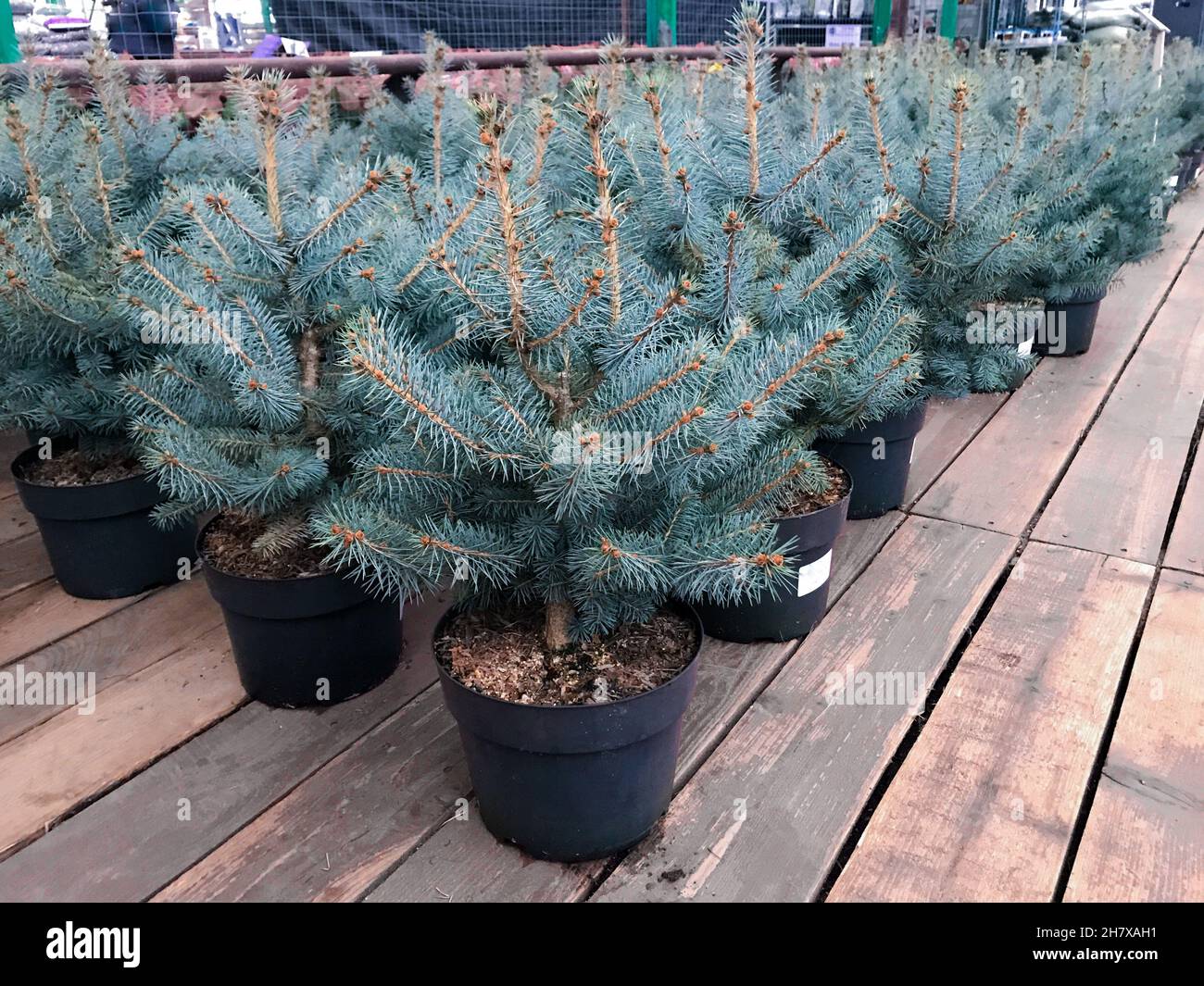 Kleine Sämlinge von blauen Fichten in Töpfen, Holzboden, Weihnachtsverkauf, festliche Hintergründe. Stockfoto