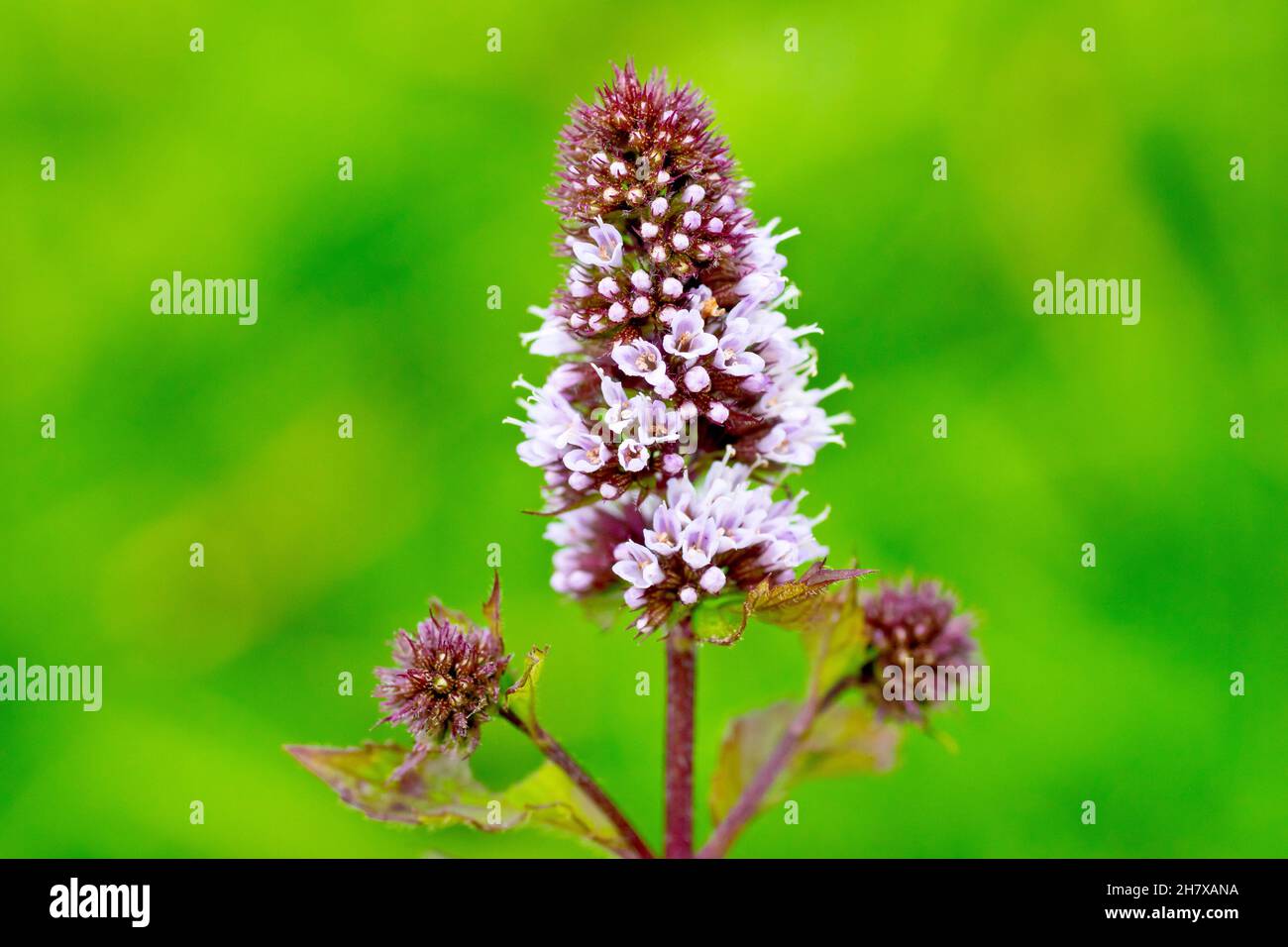 Spear Mint (mentha spicata), Nahaufnahme der winzigen rosafarbenen Blüten, die oben auf einer Pflanze zu blühen beginnen, isoliert vor einem schlichten grünen Hintergrund Stockfoto