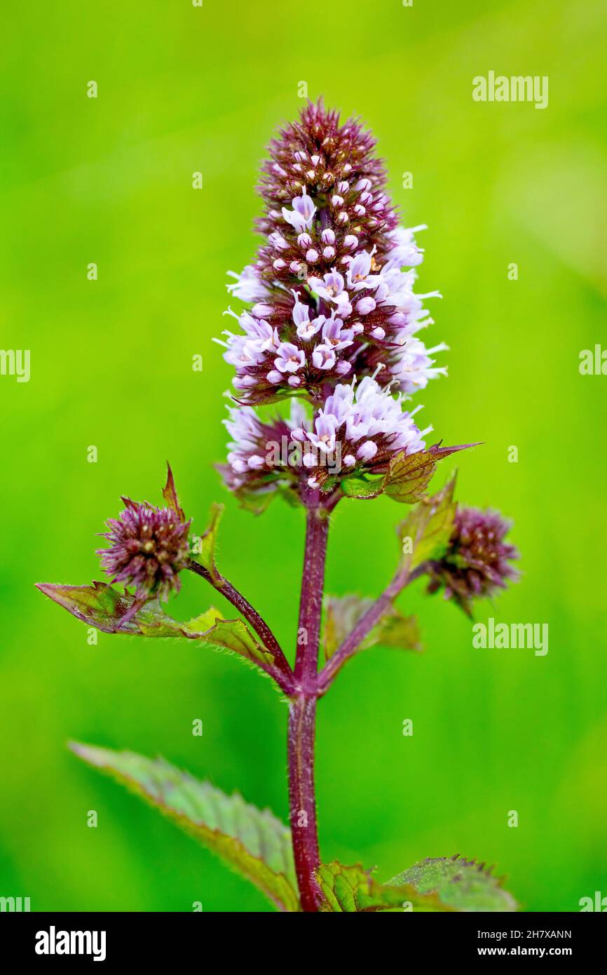Spear Mint (mentha spicata), Nahaufnahme der winzigen rosafarbenen Blüten, die oben auf einer Pflanze zu blühen beginnen, isoliert vor einem schlichten grünen Hintergrund Stockfoto