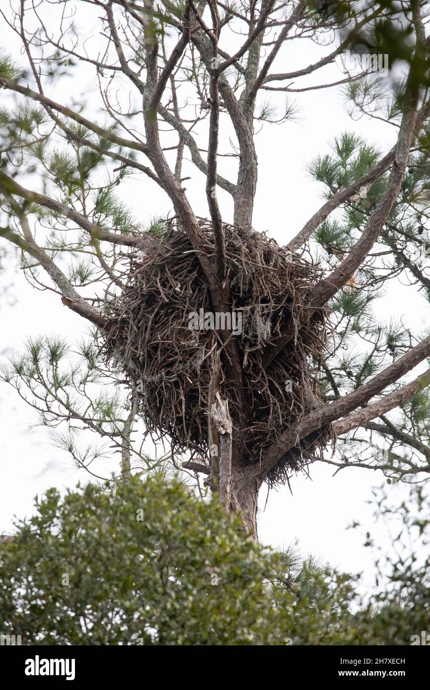 Ein Weißkopfseeadler nisten in einer Kiefer in St. Augustine, Florida. Stockfoto