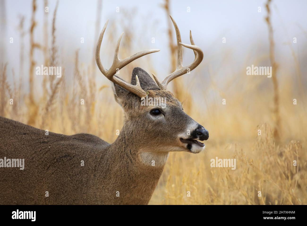 Weißschwanzhirsch während der November-Rut Stockfoto