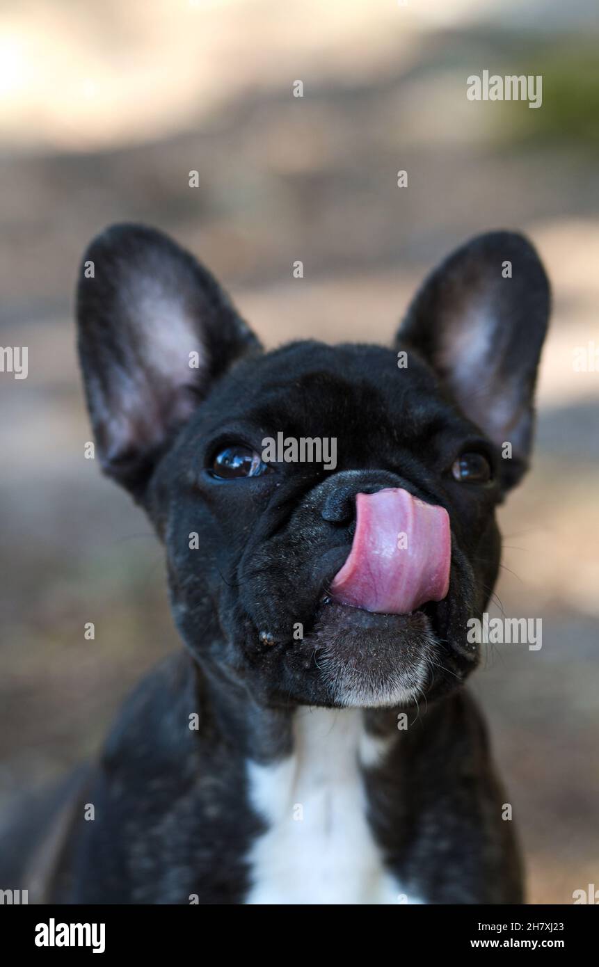 Französische Bulldogge leckt sich, Portrait im Park Stockfoto