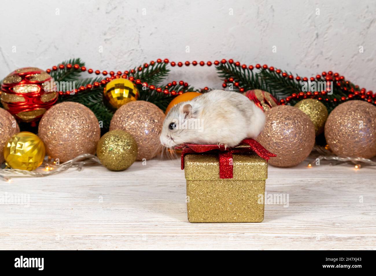 Hellbrauner Dschungarischer Hamster auf einer goldenen Geschenkbox. Weihnachtskarte mit goldenen und roten Kugeln, Girlande auf verschwommenem Hintergrund. Stockfoto