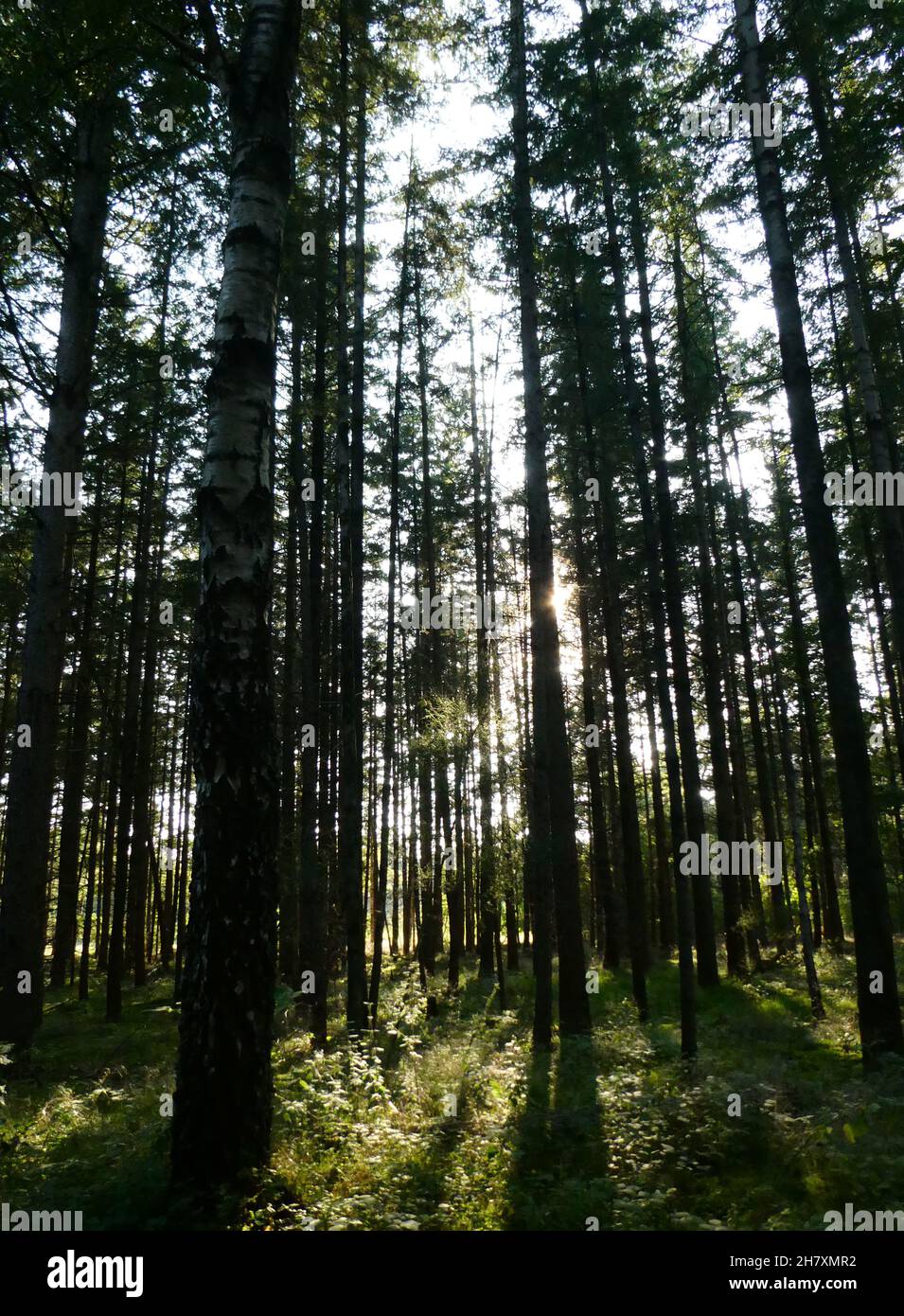 Ein sonniger Herbsttag in einem Mischwald. Es ist Herbst, also steht die Sonne tief. Der Wald ist dicht. Der ursprüngliche Zweck war die Holzernte Stockfoto