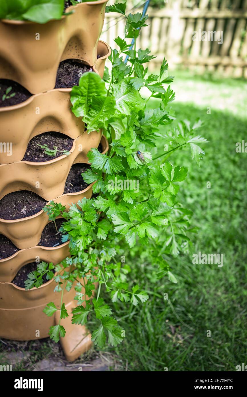 Nahaufnahme der riesigen roten Sellerie Erbstück Varietät Pflanze wächst im Garten vertikale Ansicht Container mit Erde im Sommerhof im Hintergrund und Cicada auf Stockfoto