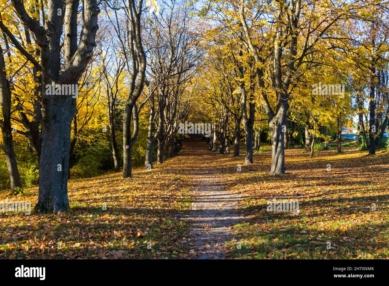 Kastanienallee im Herbst auf Becsi-Domb, Sopron, Ungarn Stockfoto