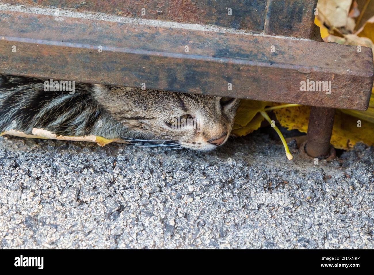 Hauskatze (Felis catus) guckt unter dem Metalltor Stockfoto