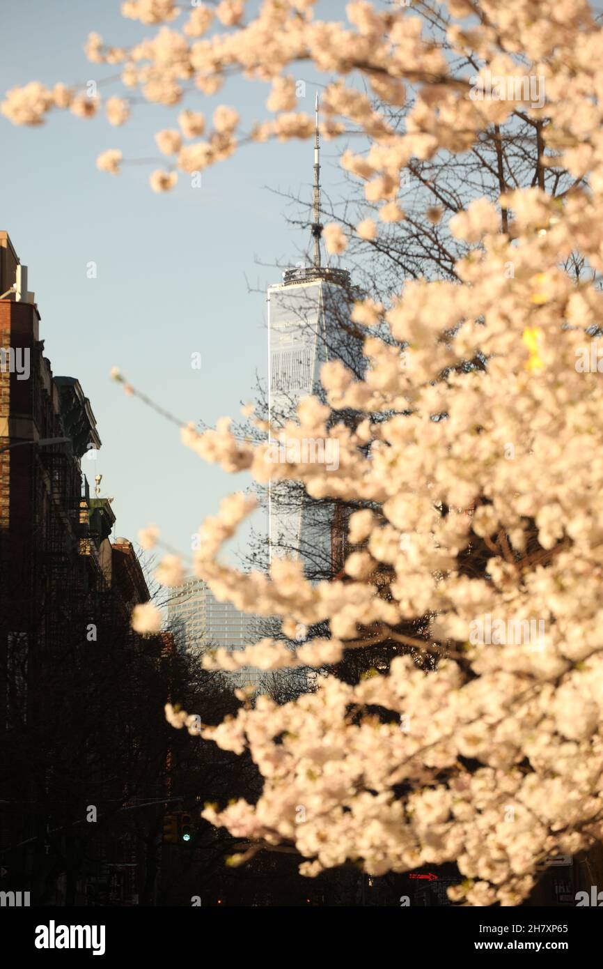 New York, New York, NY, USA : One World Trade Center One World Trade, One WTC, mit Kirschblüten an einem Frühlingsmorgen Stockfoto