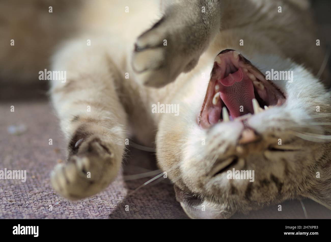 Gape Cat, Portrait of Burmilla CAT - Bild Stockfoto