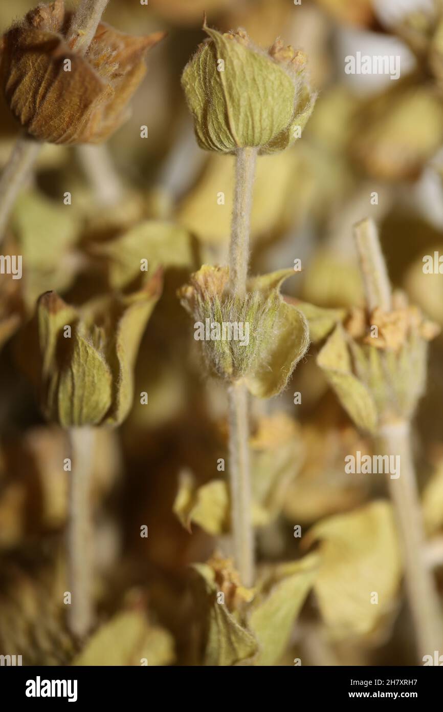 Wild Mountain Tee Nahaufnahme Hintergrund sideris Familie lamiaceae hohe Qualität großen Druck Stockfoto