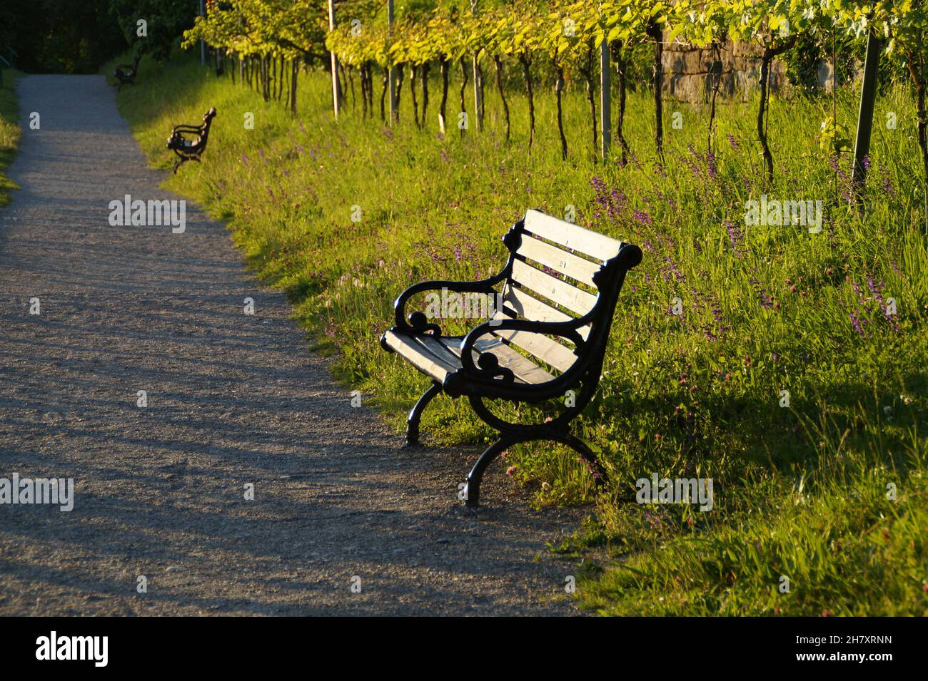 Eine schöne Gasse mit einem kleinen Weinberg in der Abendsonne an einem schönen Tag im Mai auf der Insel Mainau (Deutschland) Stockfoto