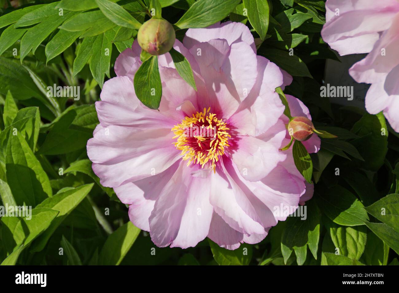 Eine schöne sonnenbeschienene rosa Pfingstrose mit einer gelben Mitte Stockfoto